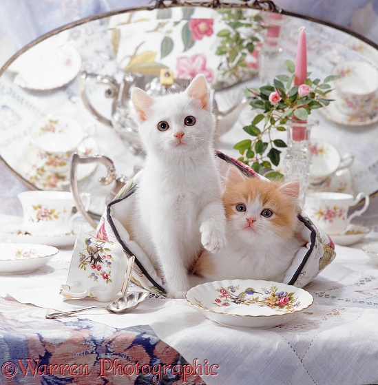 Kittens, one white, one ginger-and-white, on the table in a tea cosy with china tea set