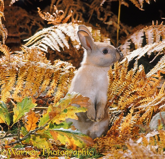 Madagascan Dwarf rabbit among autumn Bracken