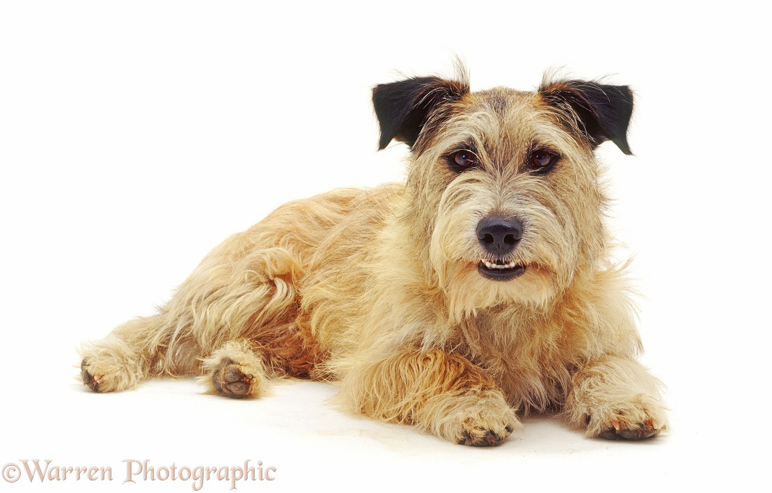 Patterdale x Jack Russell Terrier, Jorge, lying with head up, white background