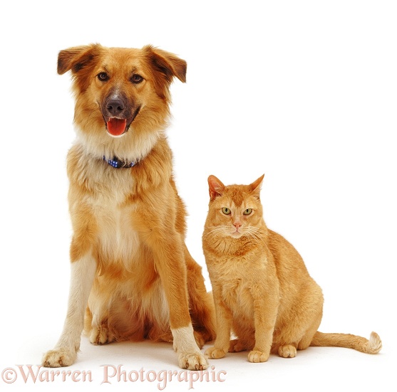 Collie-cross bitch, Bliss, with Red Burmese male cat, Ozzie, white background