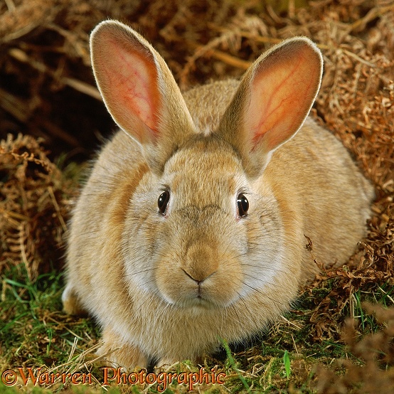 Sandy rabbit with autumnal bracken