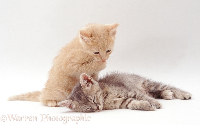 Grey kitten sleeping, her cream brother washing a paw, white background