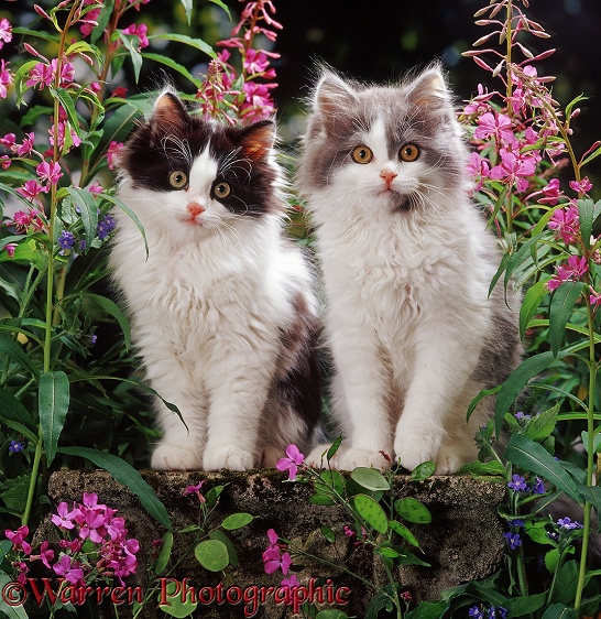 Black-and-white and Blue bicolour Persian-cross kittens (Cobweb x Nancy) among Rosebay Willowherb