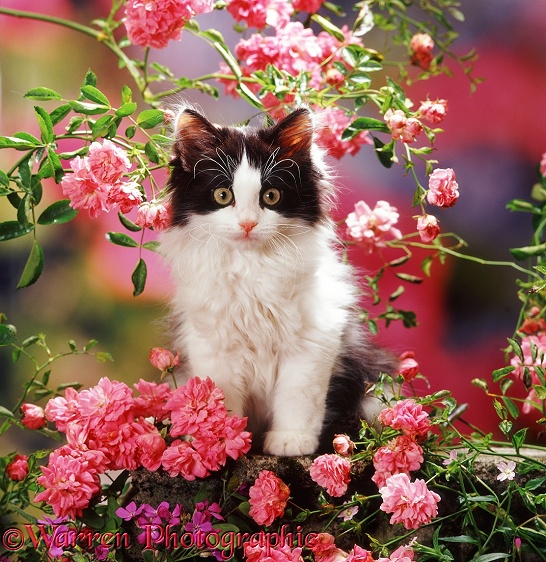Black bicolour Persian-cross kitten (Cobweb x Nancy) among pink climbing roses