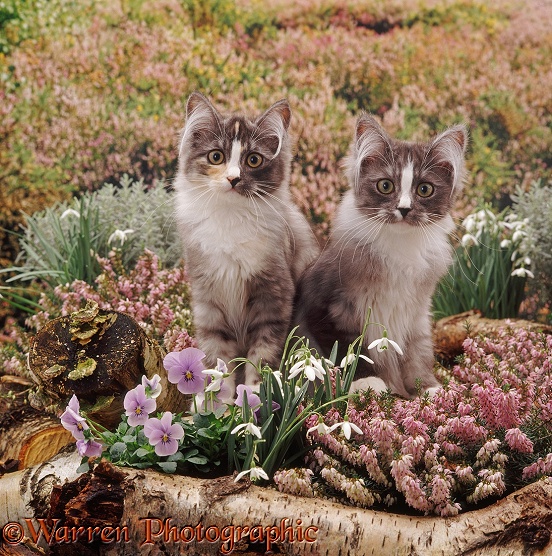 Two silver bicolour 'stripe-nose' Chinchilla-cross kittens among winter heaths, primroses and snowdrops