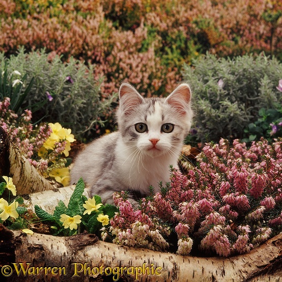 Chinchilla-cross kitten among winter heaths, primroses and snowdrops