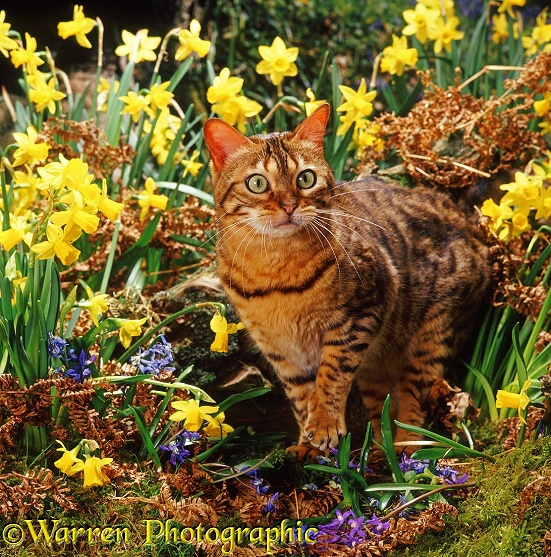 Bengal cat, Rasha, among Daffodils