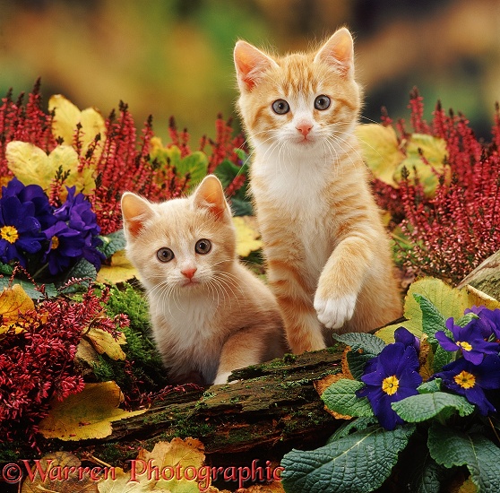 Cream and ginger kittens (Apollo II and Monty) among purple primulas, winter heaths and fallen currant leaves