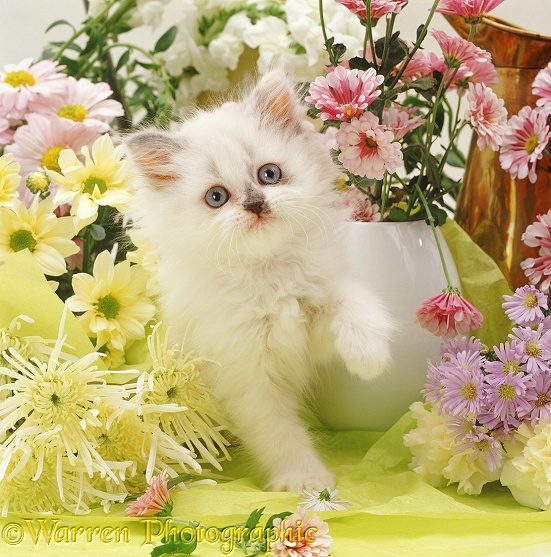 Smudge-nose Persian x Birman kitten Fluff (Cobweb x Talullah) "flower arranging"