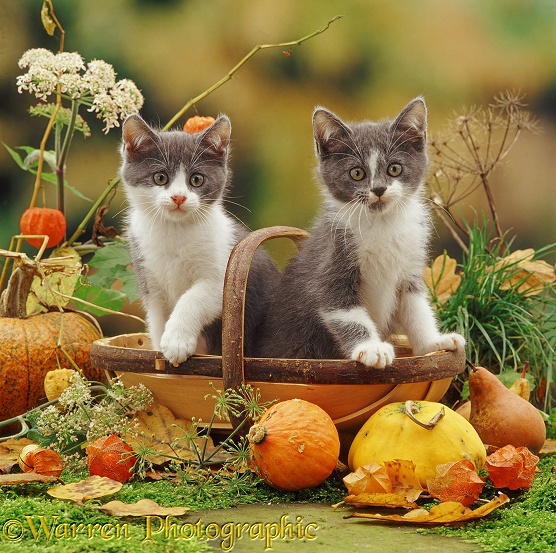 Two blue bicolour kittens in a trug with gourds, Chinese lanterns and hogweed