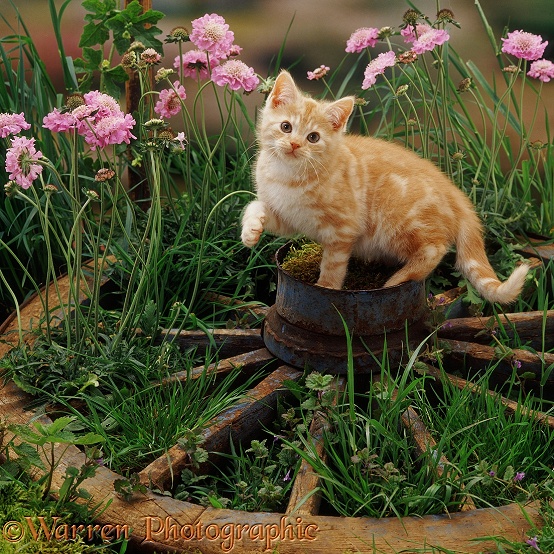 Cream Tabby British Shorthair kitten Phoebus on the hub of an old wagon wheel, with flowering Scabious and Ground Ivy
