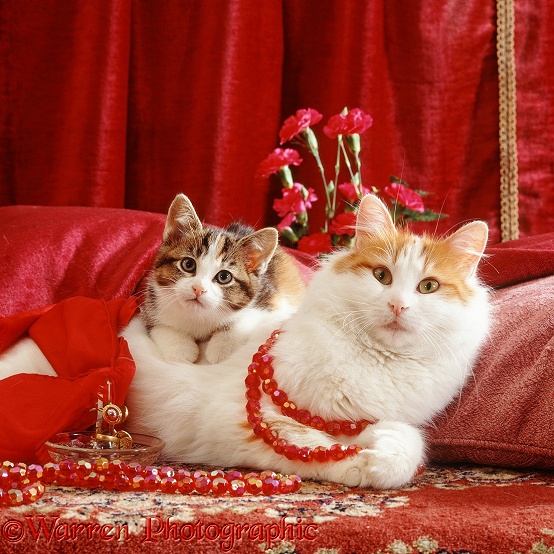 Turkish Van Cat, Mussy, and her Burmese-cross kitten, 9 week old, resting after playing with red beads