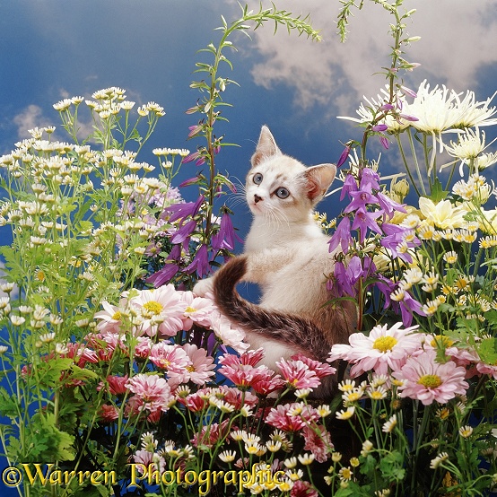 Tabby-and-white Devon Rex-cross female kitten among daisies fever-few and bellflowers