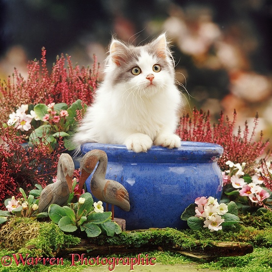 Blue bicolour Persian-cross kitten in a blue urn with pink primulas, winter heaths and ornamental birds