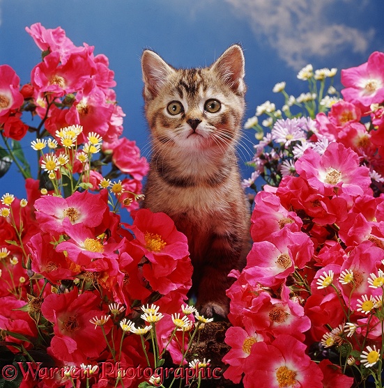 Tabby 'Burmilla' kitten among American Pillar roses with Feverfew