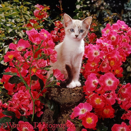 Tabby-and-white Devon Rex-cross female kitten, Minouche, among American Pillar roses