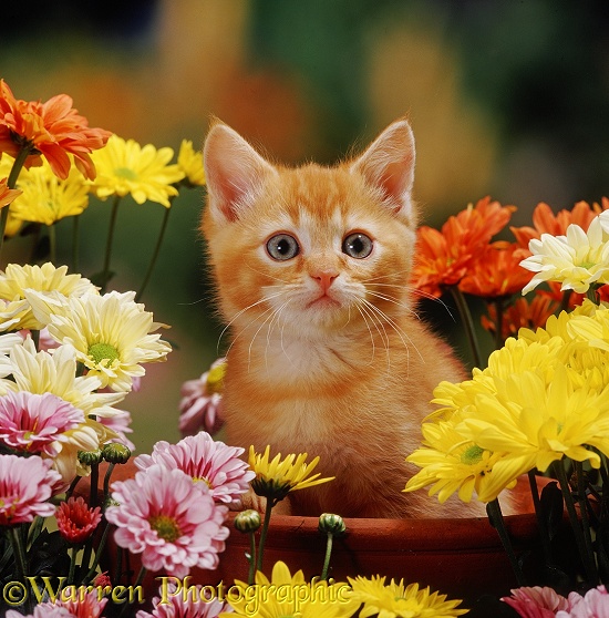 Red 'Burmilla' kitten Sunny among bright yellow, cream, russet and pink chrysanths