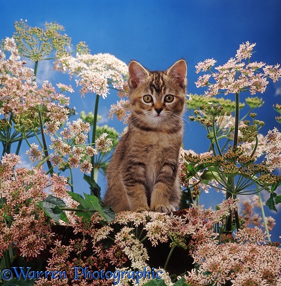 Tabby 'Burmilla' kitten among flowering Hogweed, with blue sky