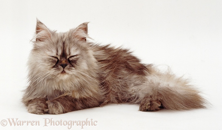 Sleepy Grey Persian kitten dozing, white background