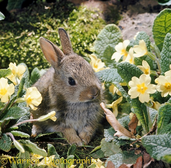 Baby European Rabbit (Oryctolagus cuniculus) among Primroses