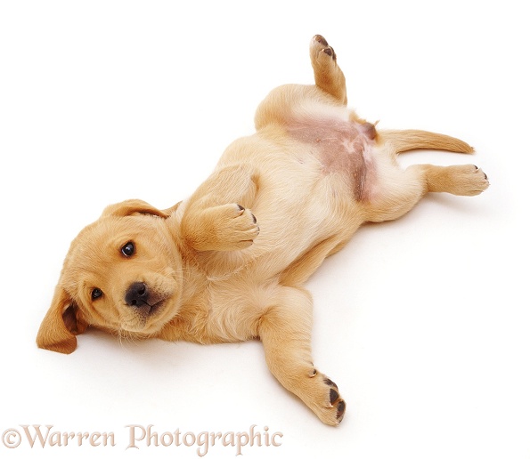 Yellow Labrador Retriever puppy, rolling over in submission, white background