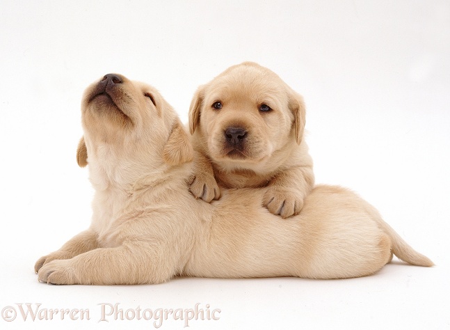 Two Yellow Labrador Retriever pups, 3 weeks old, white background