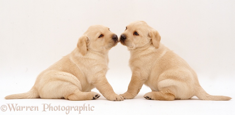 Two Yellow Labrador Retriever pups, 4 weeks old, nose-to-nose, white background