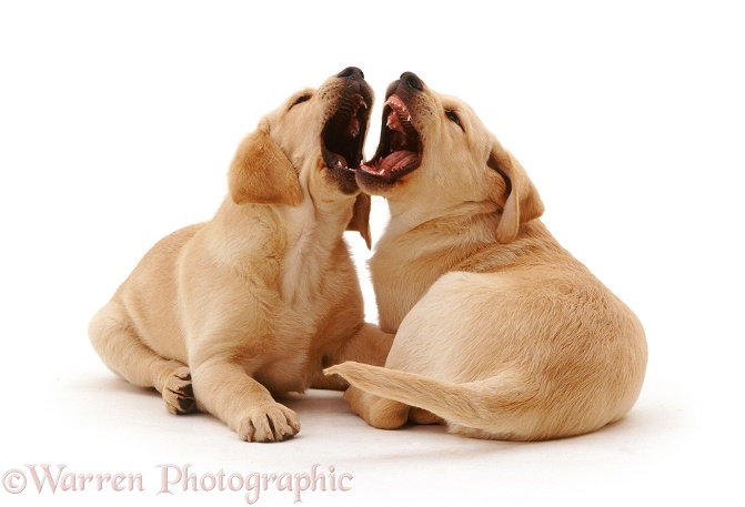 Yellow Labrador Retriever puppies, 9 weeks old, mouth fencing, white background