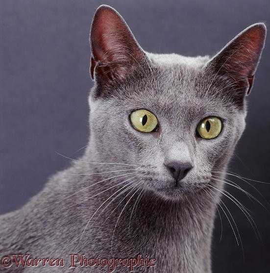 Portrait of blue Bengal x Burmese cat, Hyacinth