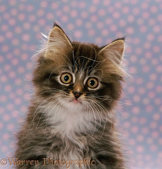 Portrait of fluffy tabby male kitten (Cosmos x Alexandria), 9 weeks old