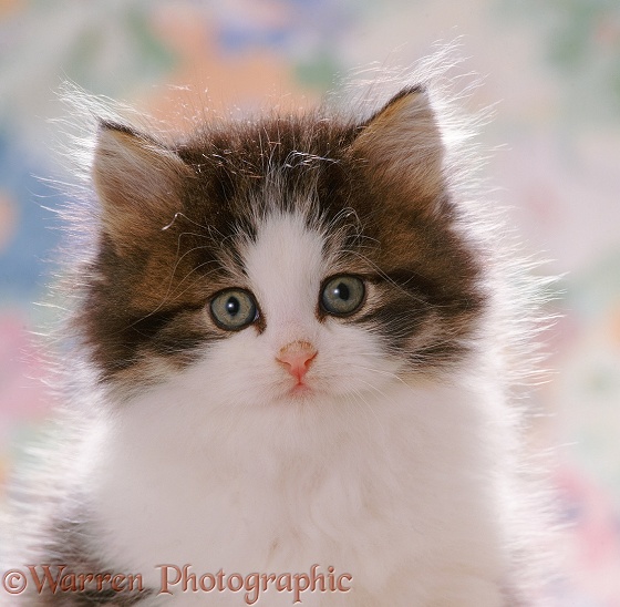 Portrait of fluffy Tabby-and-white kitten (Cosmos x Specs). 7 weeks old