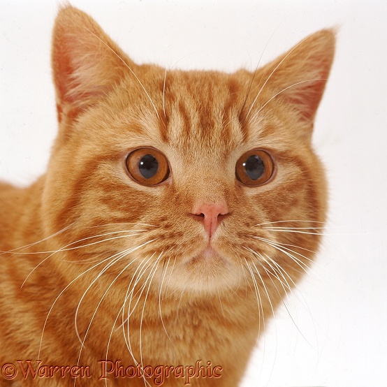 Portrait of red tabby Shorthair male cat, Highlander, white background