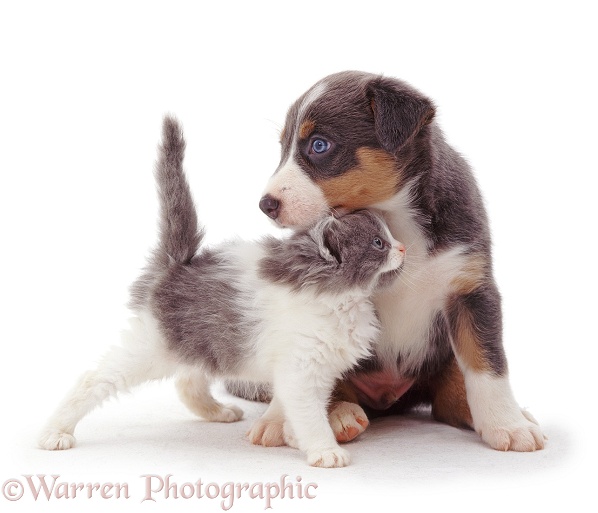 Blue-and-white kitten rubbing under the chin of Collie-cross puppy, white background