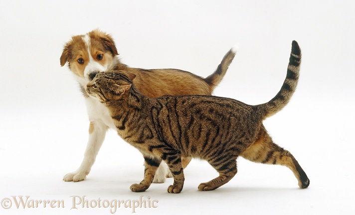 Brown tabby cat, Lowlander, face-rubbing on Sable Border Collie pup, Spex, 11 weeks old, who smells him as he rubs, white background