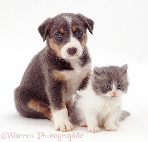 Blue Bicolour Persian-cross kitten and Sky's blue tricolour pup Wellington. 5�weeks�old, white background