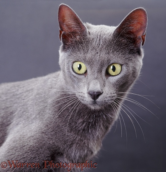 Portrait of blue Bengal x Burmese cat, Hyacinth