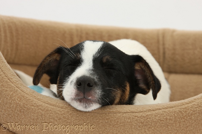 Jack Russell Terrier pup, Rubie, 9 weeks old, sleeping in a soft dog bed, white background