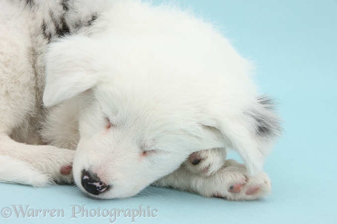 Mostly white Border Collie pup, Gracie, 8 weeks old, sleeping on blue background