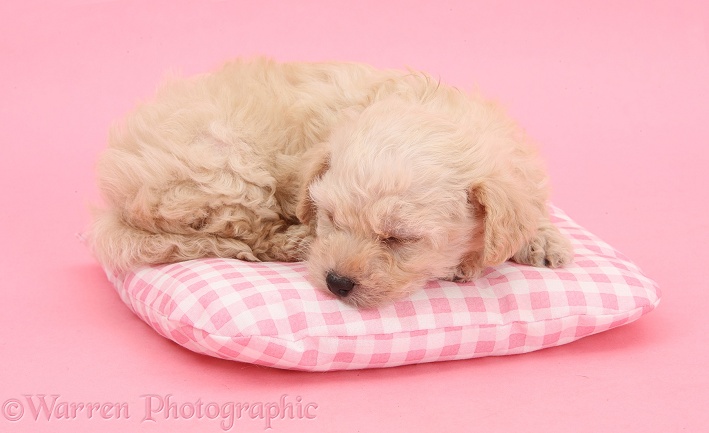 Bichon Frise x Yorkshire Terrier pup, 6 weeks old, asleep on pink gingham cushion