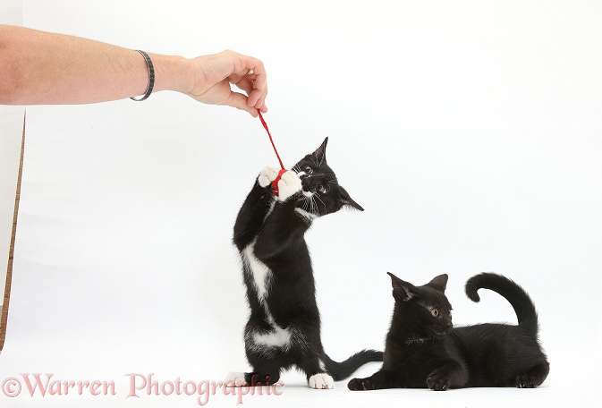 Using a toy catnip mouse to play with black and black-and-white tuxedo kittens, Tuxie and Buxie, 11 weeks old, white background