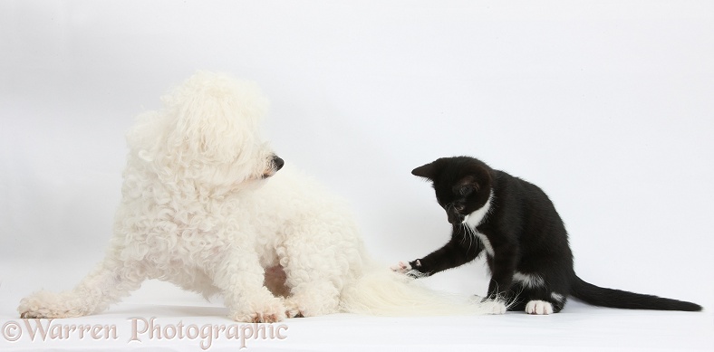 Bichon Frise bitch, Pipa, having her tail prodded by black-and-white tuxedo kitten, Tuxie, 10 weeks old, white background