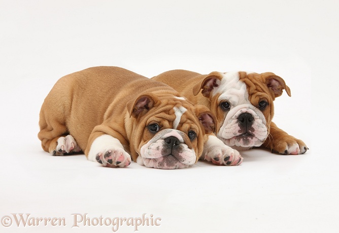Two bulldog puppies, white background