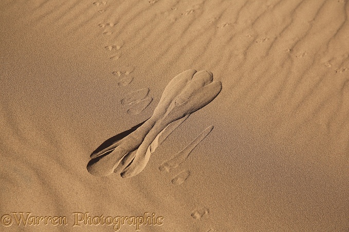 Sand slip caused by gerbil climbing dune, Sahara desert