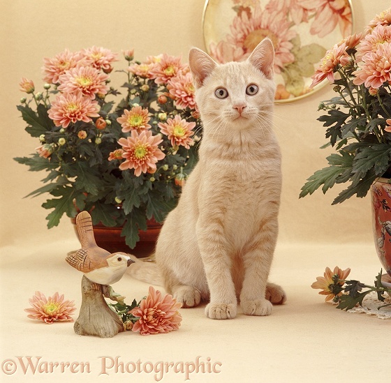 Cream Burmese-cross cat, Horlicks, sitting on table with Chrysanthemum flowers