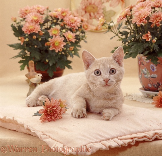 Cream Burmese-cross cat, Horlicks, lounging on a cushion with Chrysanthemum flowers