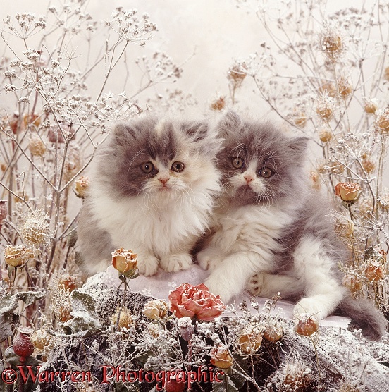 Persian kittens among snowy deadheads and roses
