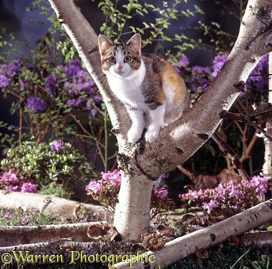 Tortoiseshell-and-white cat sitting in the fork of a silver birch tree
