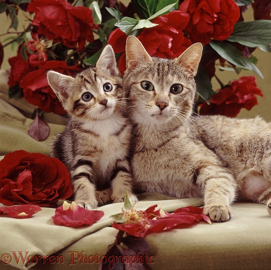 Tabby-tortoiseshell mother cat and kitten lounging on the table with red roses