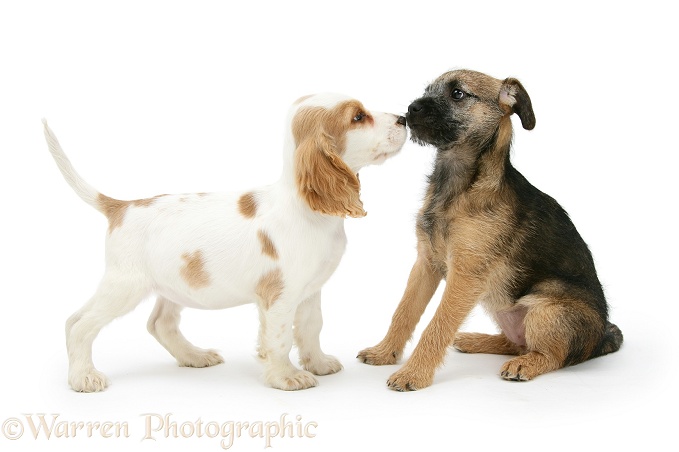 Orange roan Cocker Spaniel bitch pup, Blossom, nose-to-nose with Border Terrier bitch pup, Kes, white background