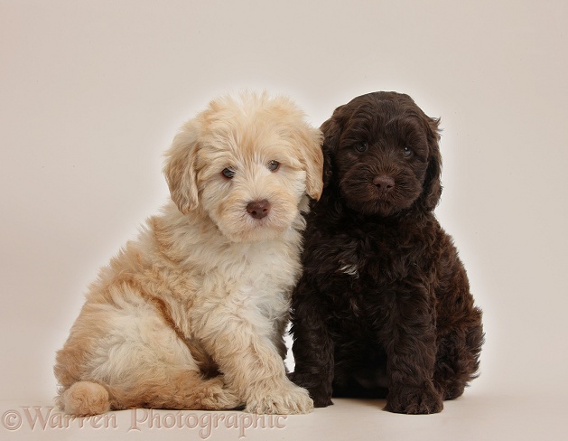 Two cute Toy Goldendoodle puppies, one golden and one chocolate, on beige background